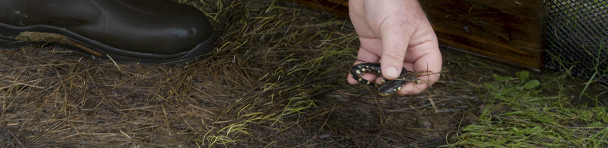 spotted salamander in hand
